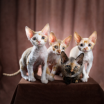 Devon Rex Kittens for Sale USA: Finding Healthy and Well-Socialized Kittens